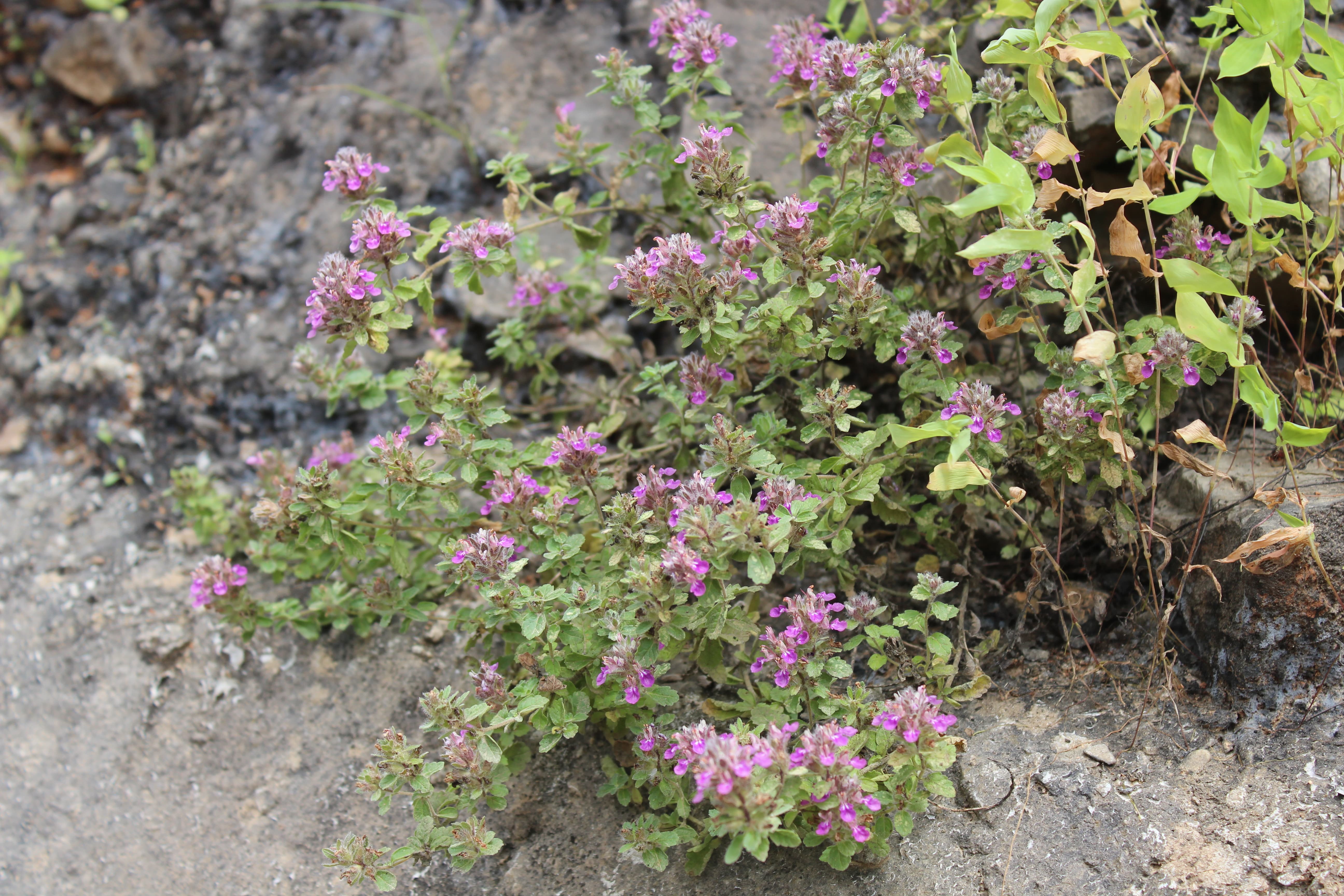 Plant Image